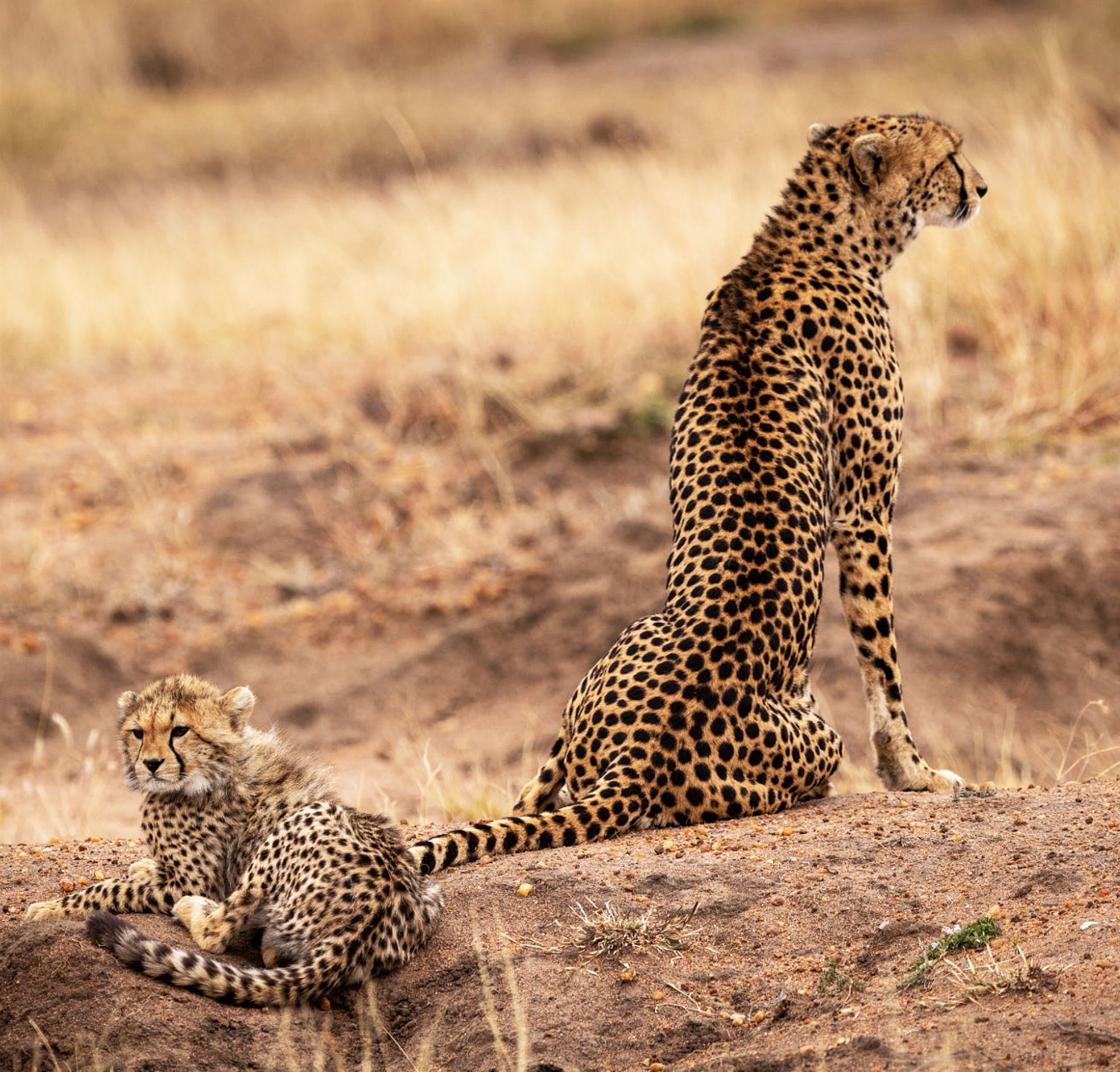 a best wildlife safari in the world 2023 11 27 05 21 43 utc